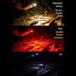 RovyVon_Angel_Eyes_E80_Flat_EDC_Flashlight 16 | Knives | Survival, Outdoor, EDC